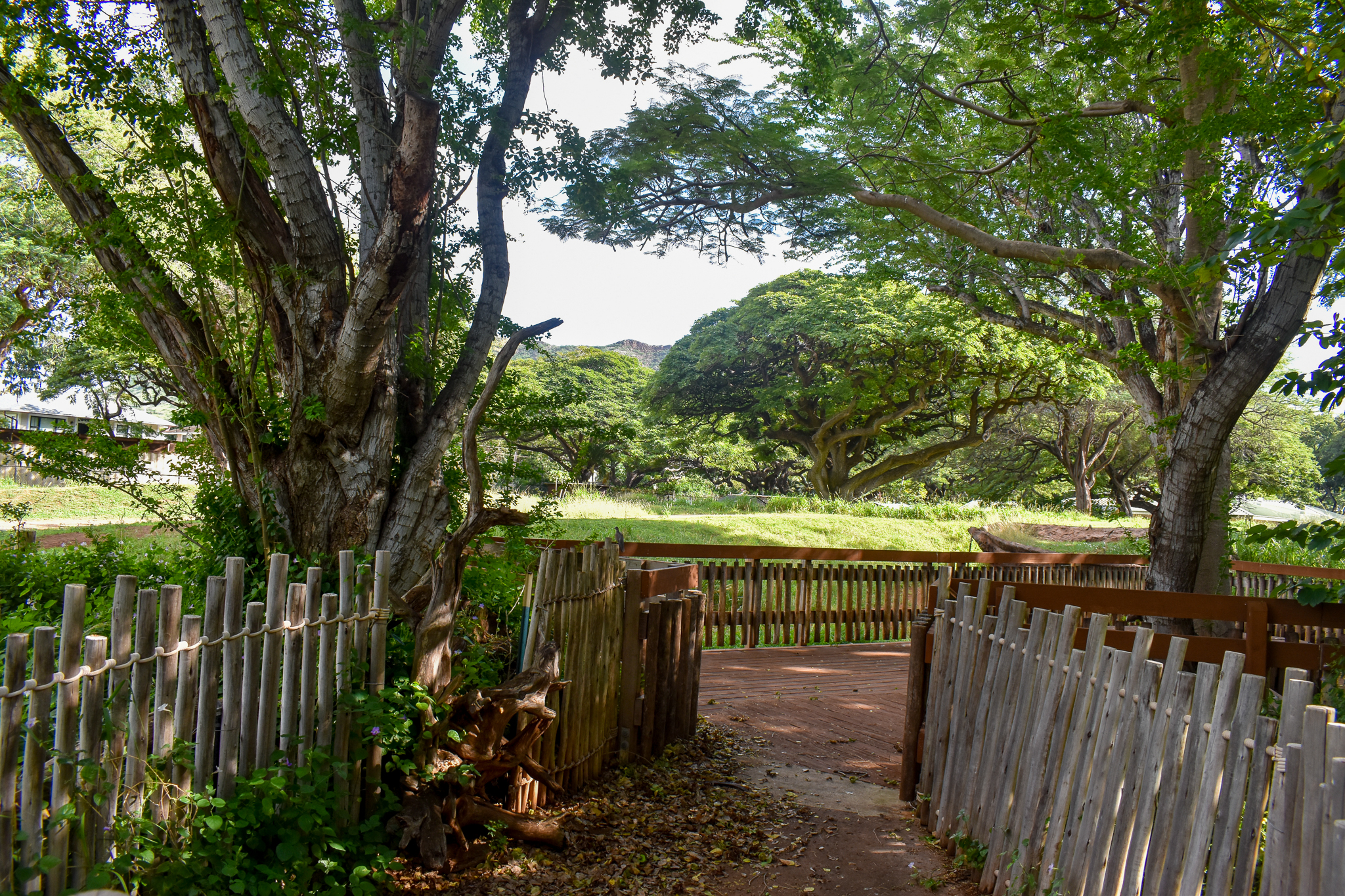 Bongo/crane/stork enclosure