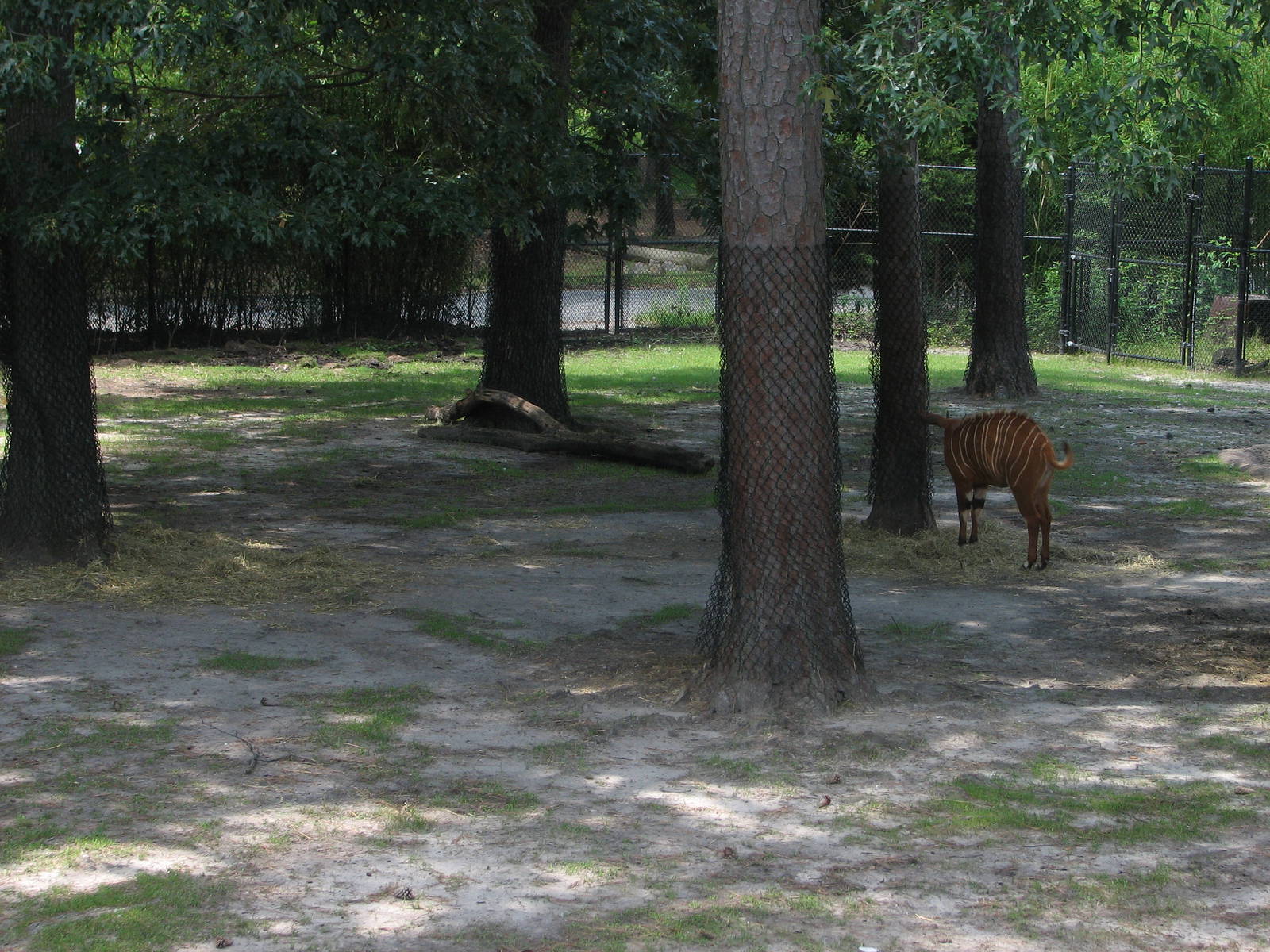 Bongo, Crowned Crane and Egyptian Goose Paddock