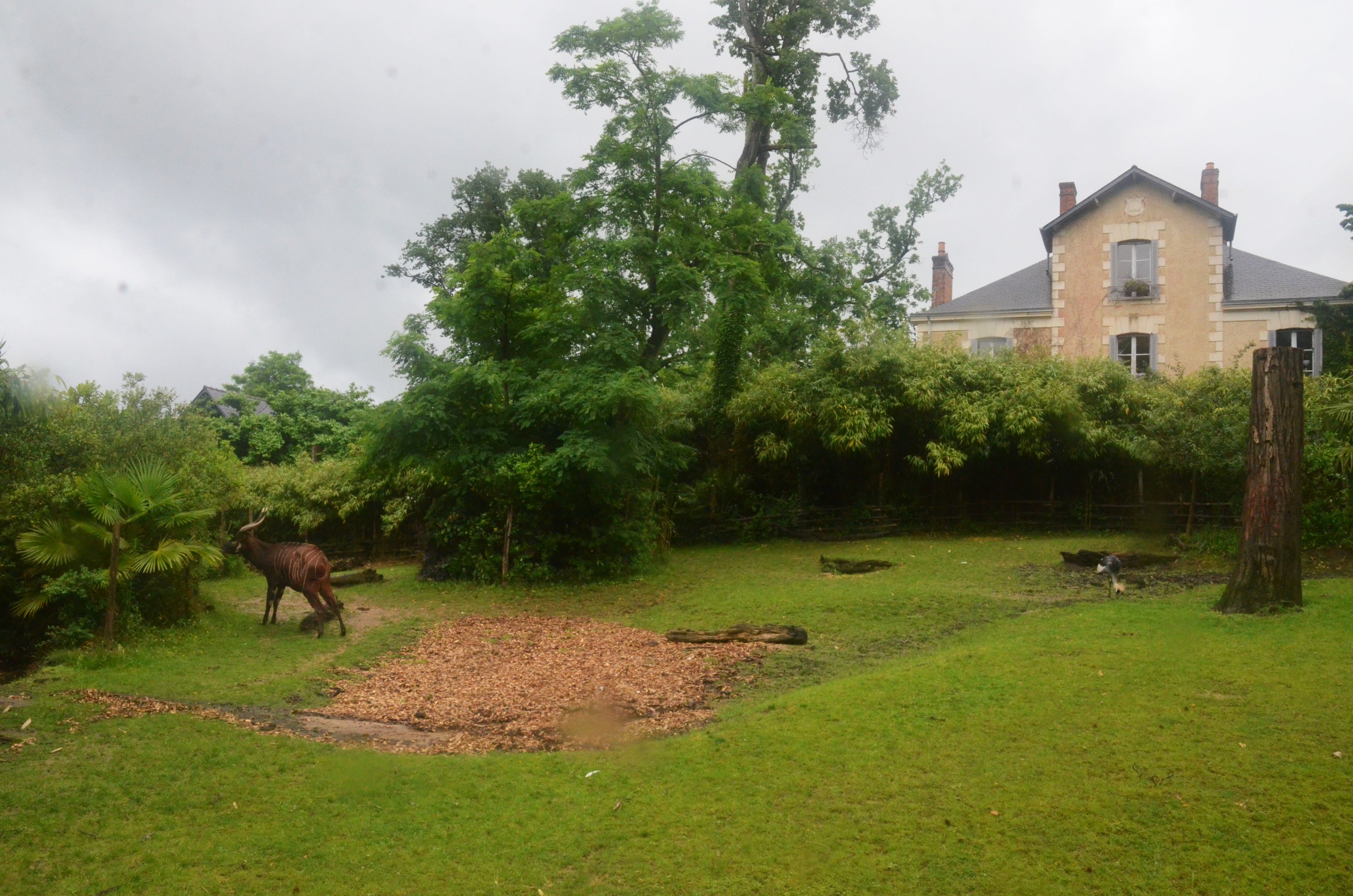 Bongo/ Crowned Crane/Pygmy Hippo Enclosure at La Flèche, 11/06/18