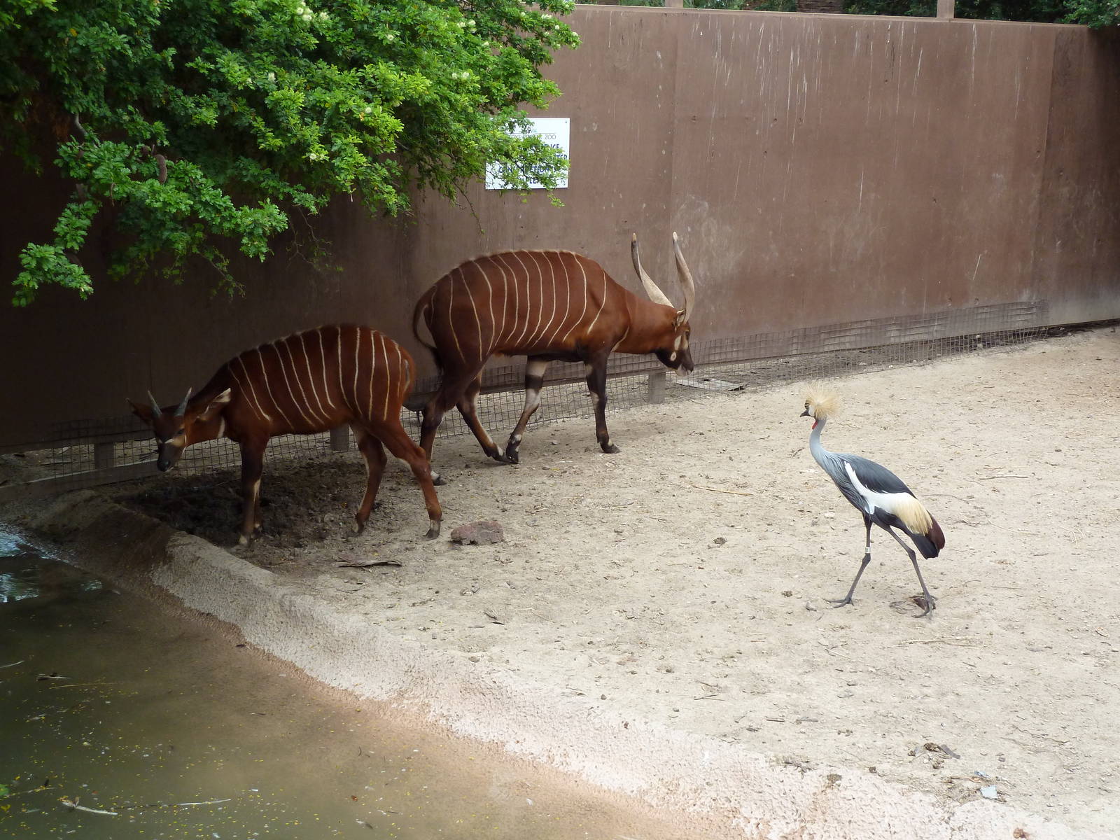 Bongo/Crowned Crane/Yellow-Backed Duiker Exhibit