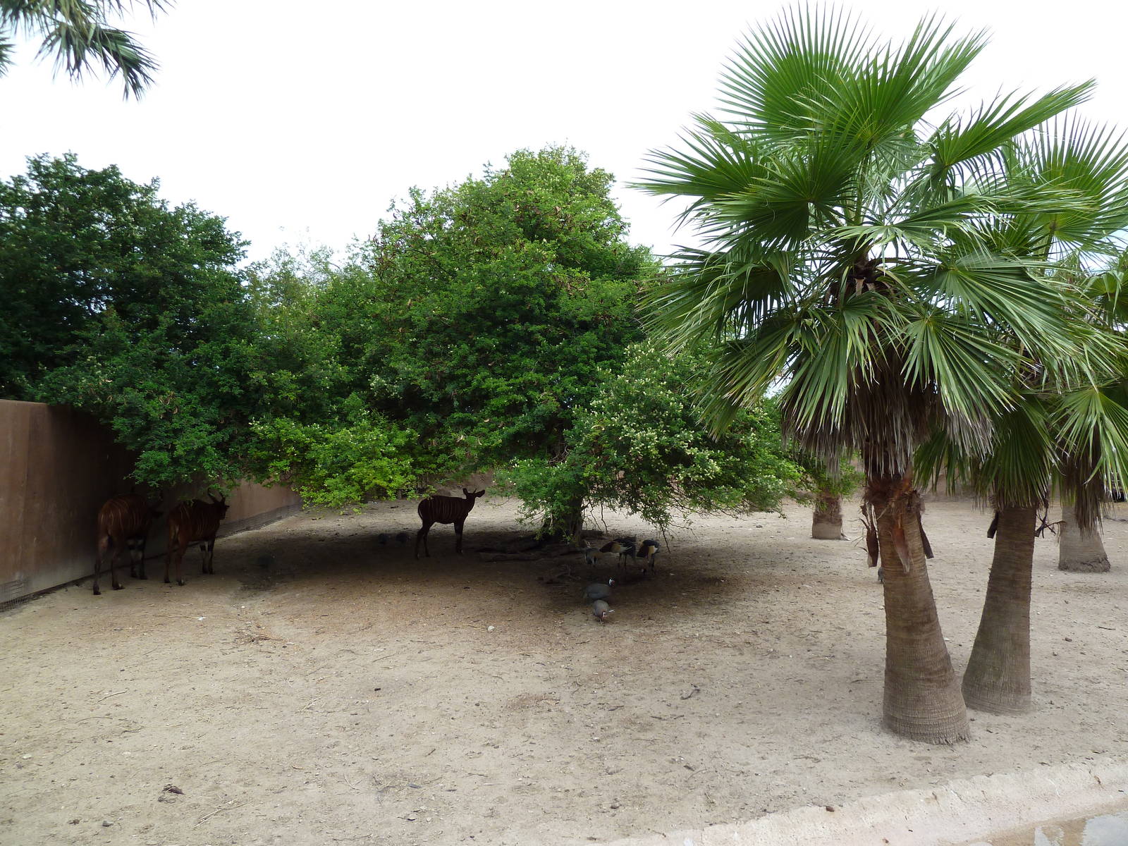 Bongo/Crowned Crane/Yellow-Backed Duiker Exhibit