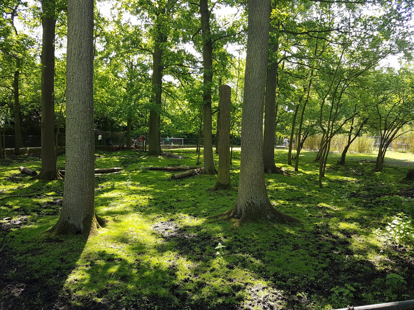 Bongo - Dik-dik enclosure