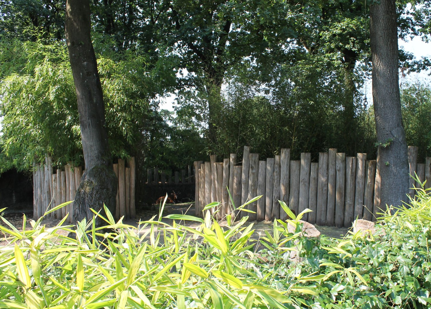 Bongo - Duiker Enclosure