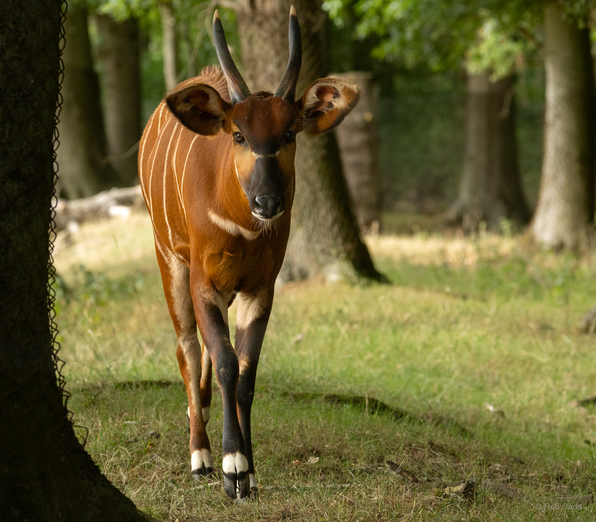 Bongo (Eastern bongo) : Whipsnade : 01 Aug 2025