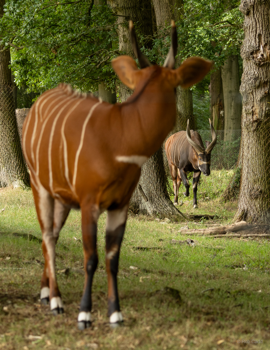 Bongo (Eastern bongo) : Whipsnade : 01 Aug 2025