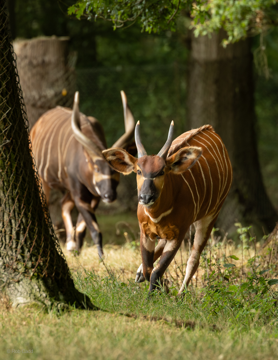Bongo (Eastern bongo) : Whipsnade : 01 Aug 2025