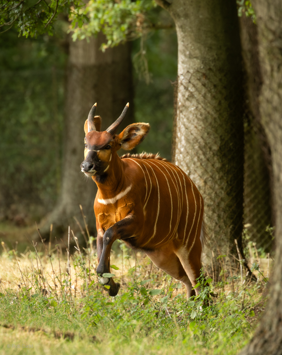 Bongo (Eastern bongo) : Whipsnade : 01 Aug 2025