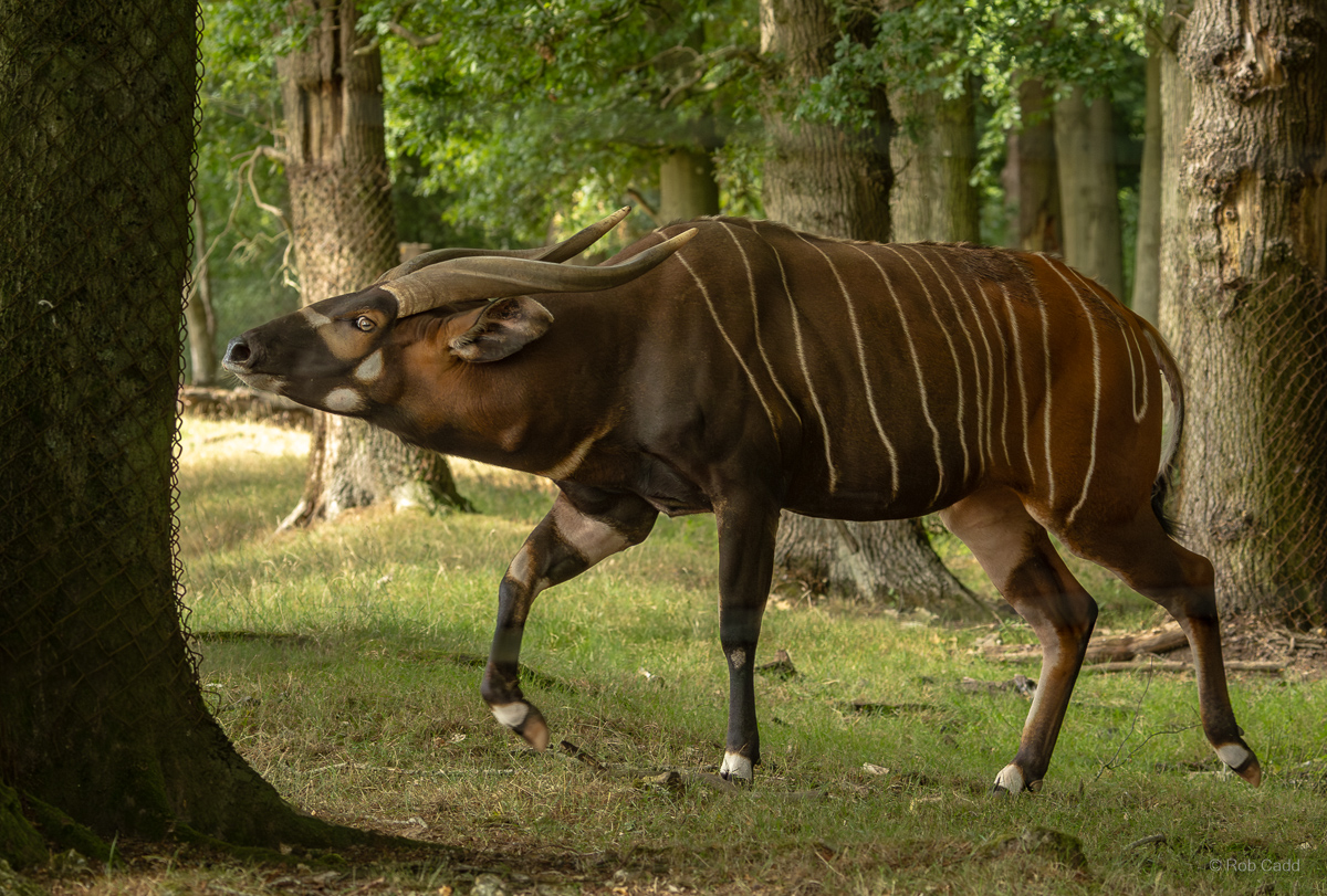 Bongo (Eastern bongo) : Whipsnade : 01 Aug 2025