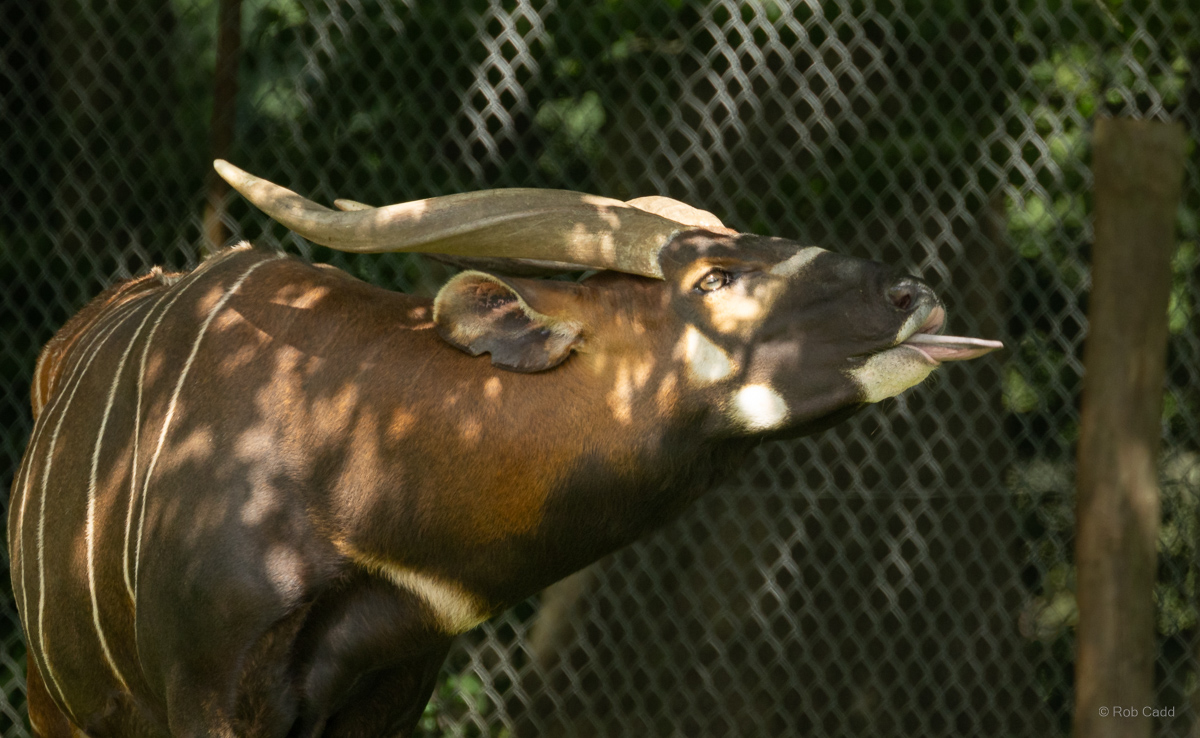 Bongo (Eastern bongo) : Whipsnade : 15 Jun 2025