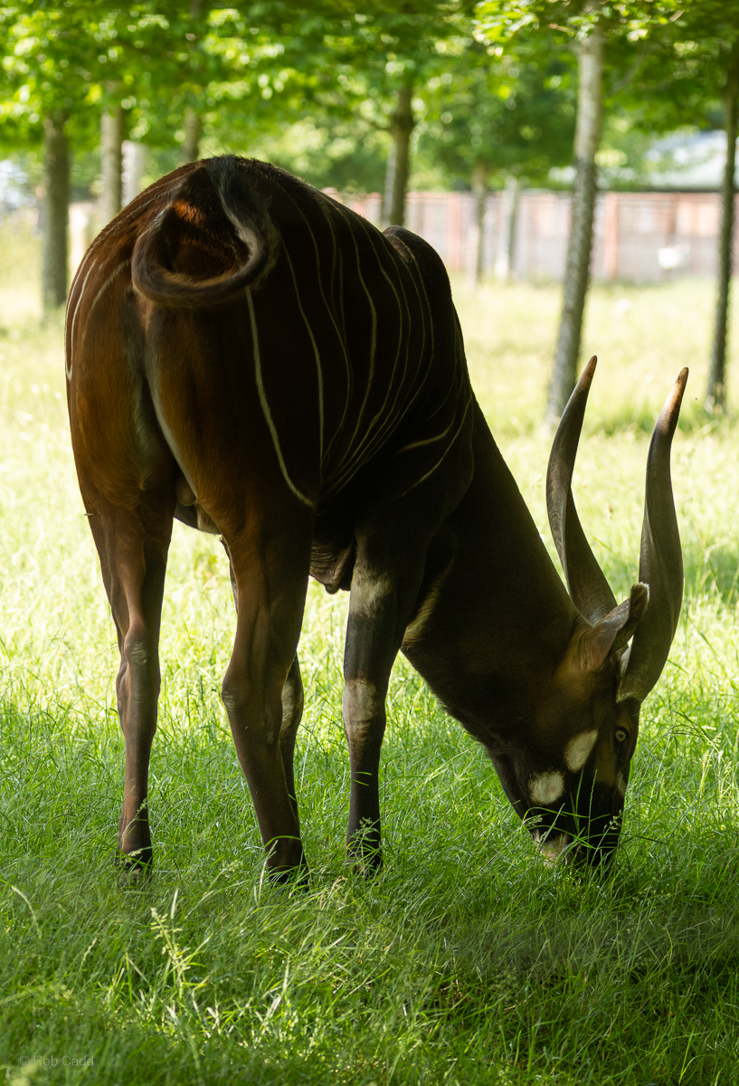 Bongo (Eastern bongo) : Whipsnade : 15 Jun 2025