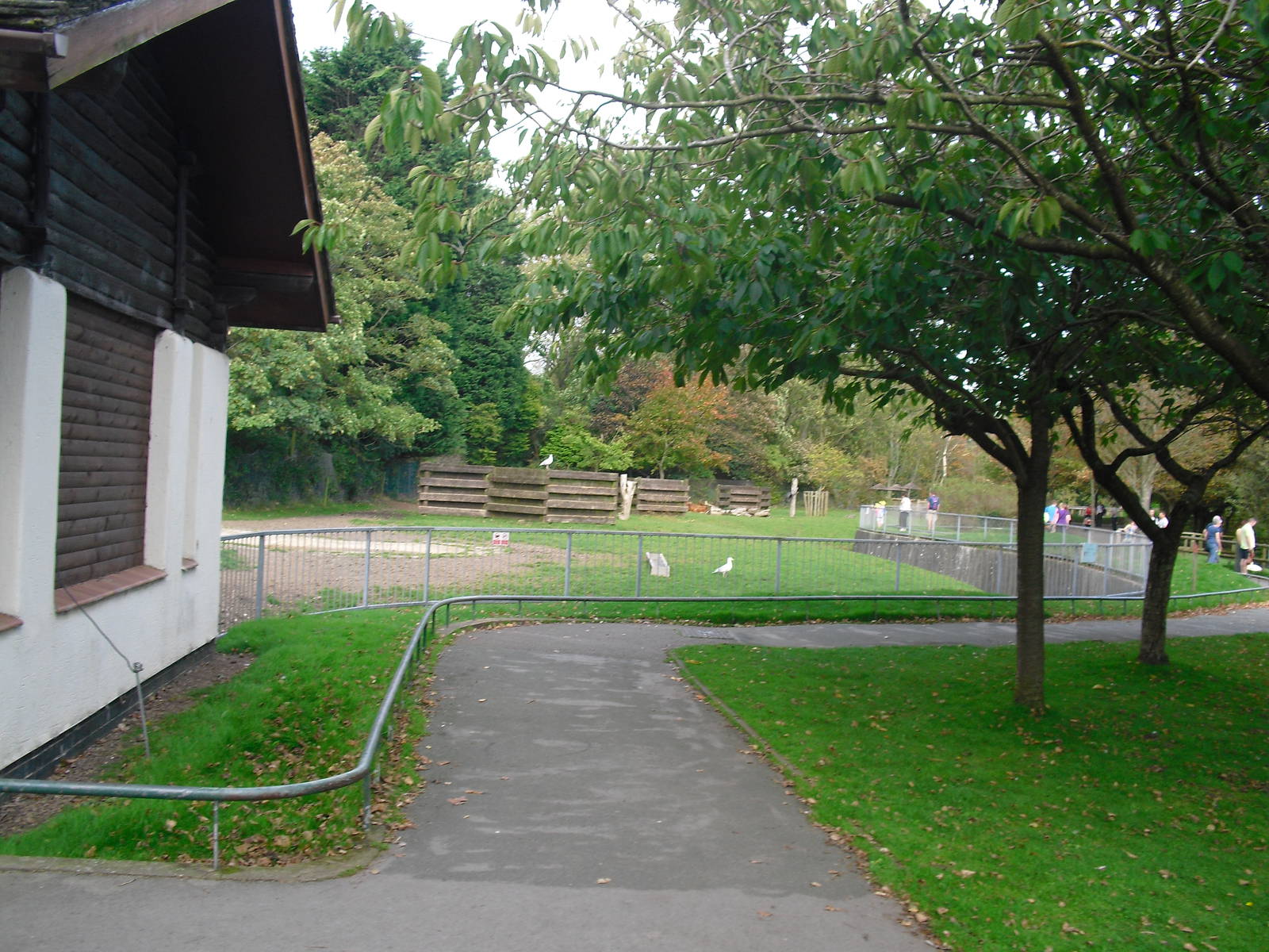 Bongo Enclosure - 01/10/2011