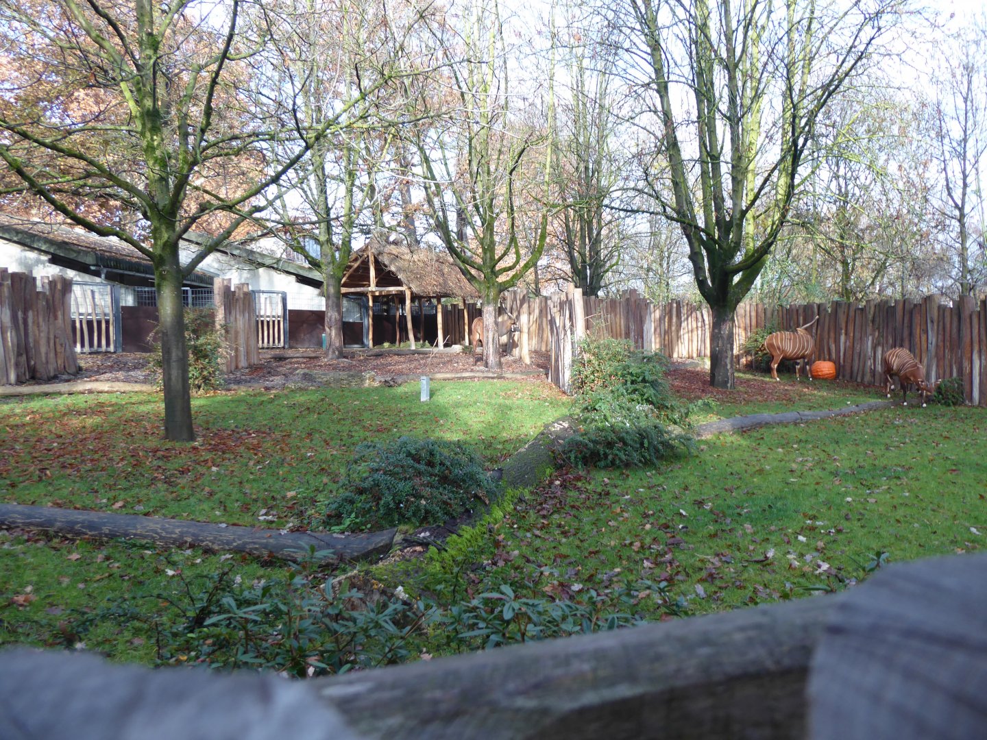 Bongo enclosure 011218