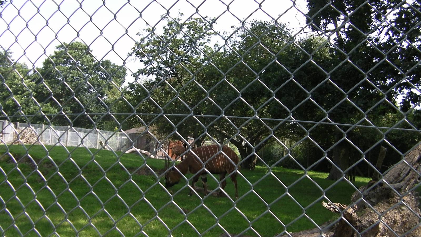 Bongo Enclosure - 02.08.2011