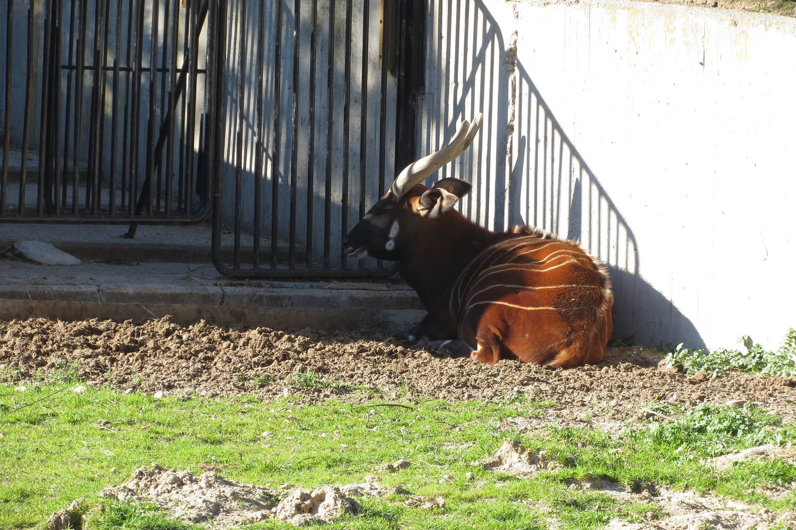 Bongo enclosure 150216