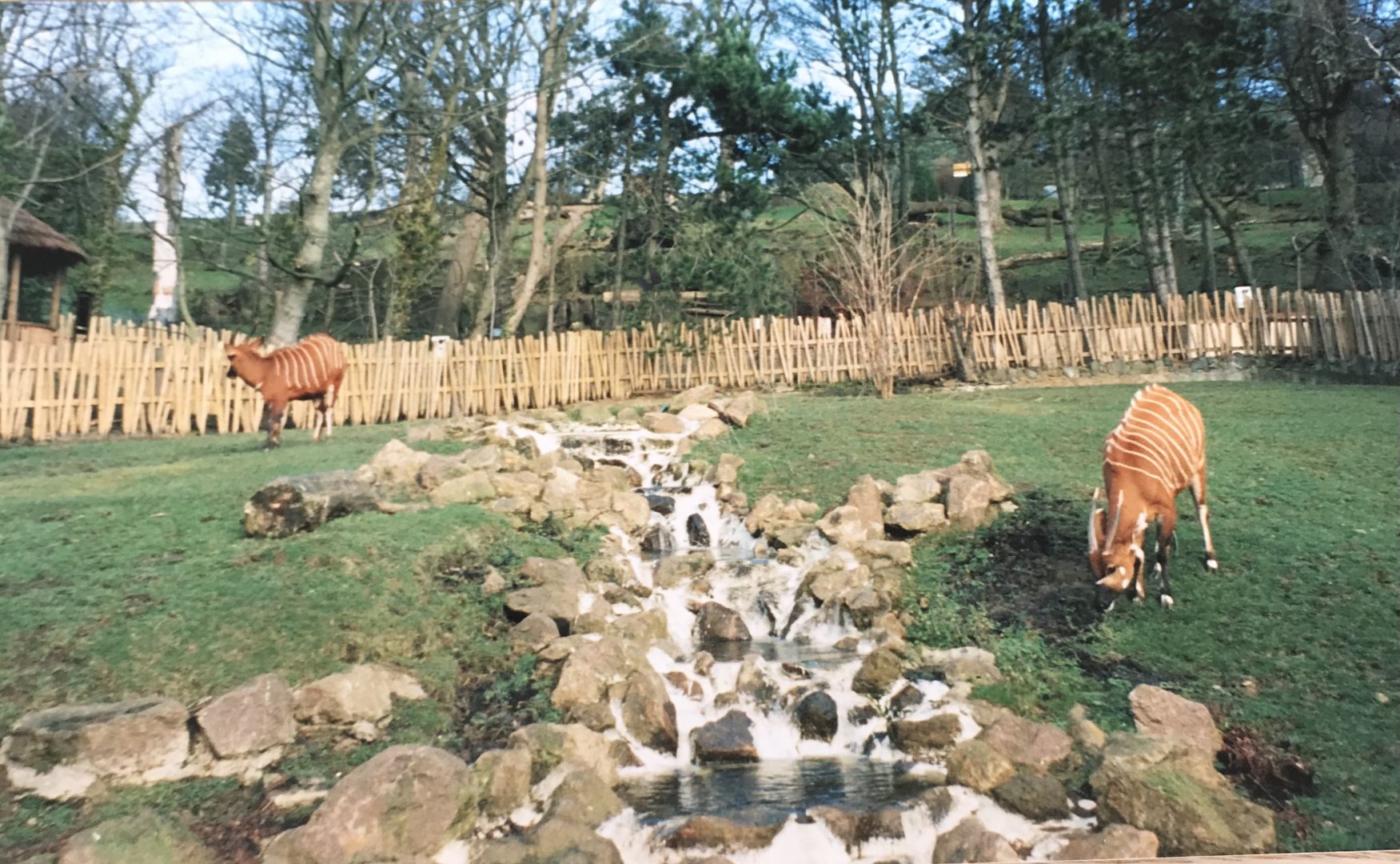 Bongo enclosure 2005