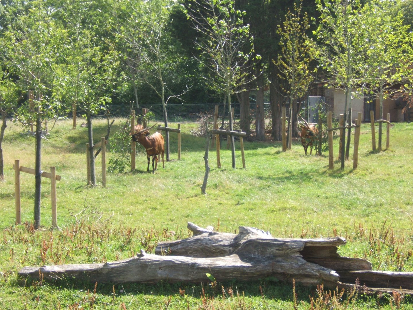 Bongo enclosure 31/07/2017