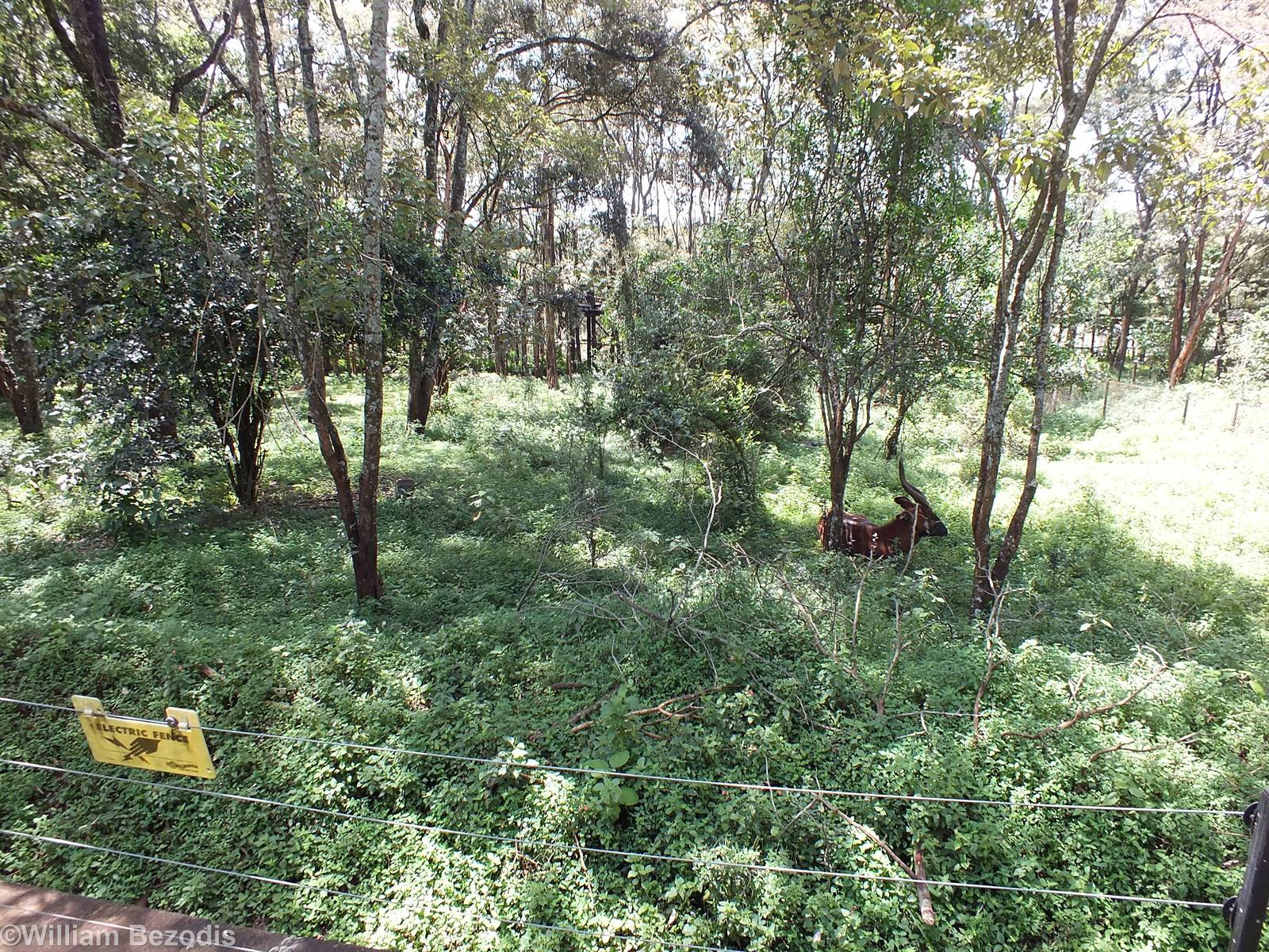 Bongo Enclosure - Nairobi Safari Walk
