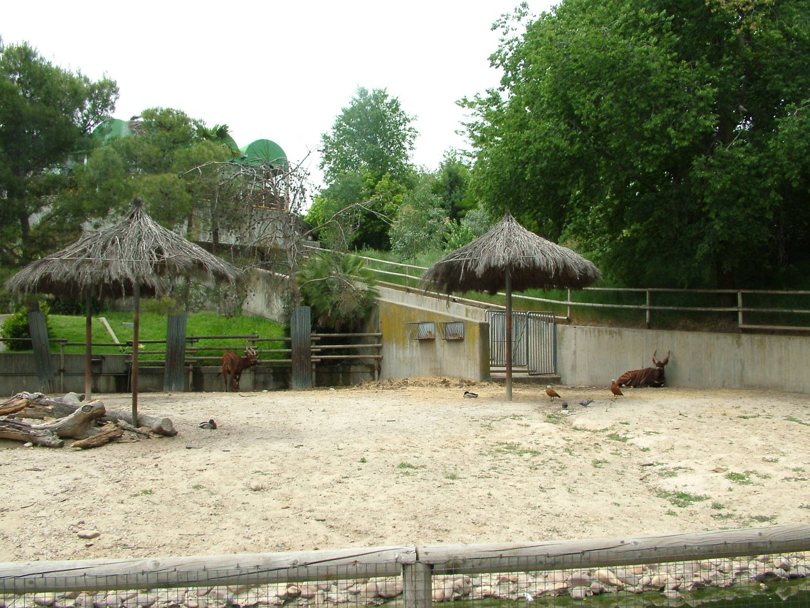 Bongo Exhibit at Madrid Zoo Aquarium, 26/05/11