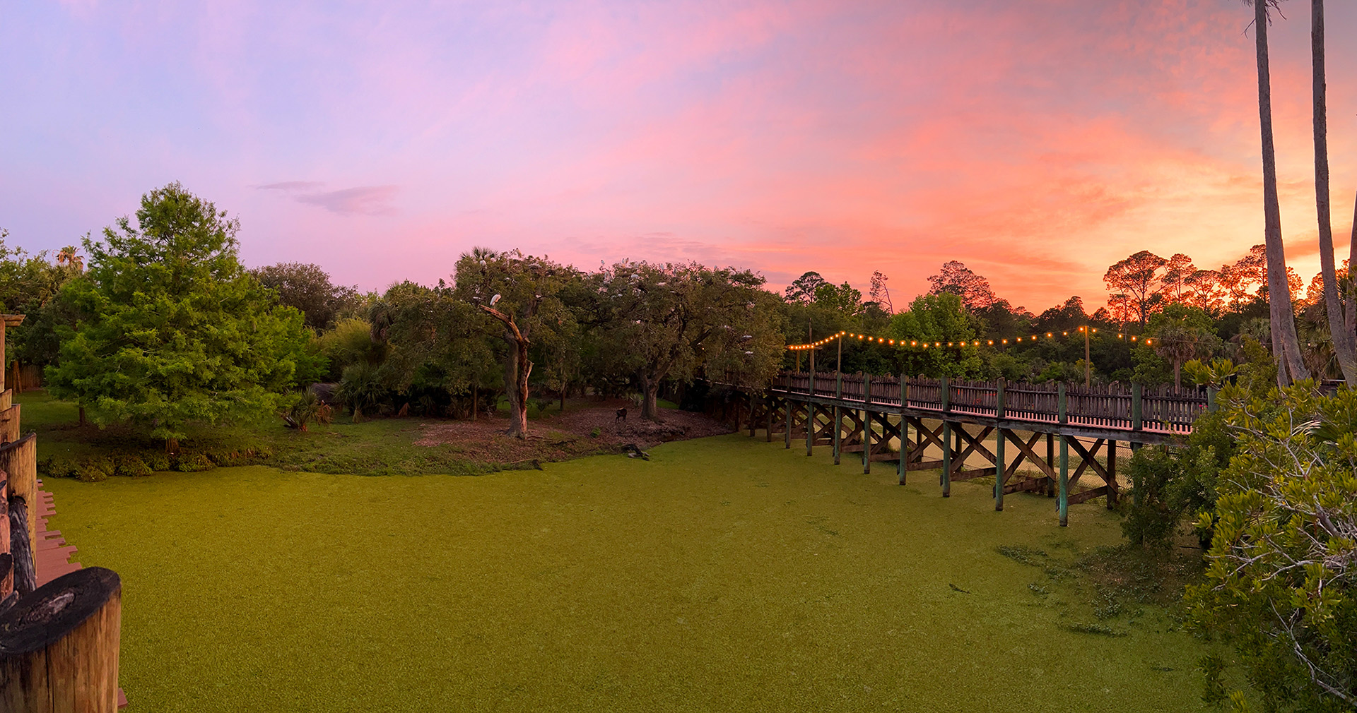 Bongo Exhibit At Sunset