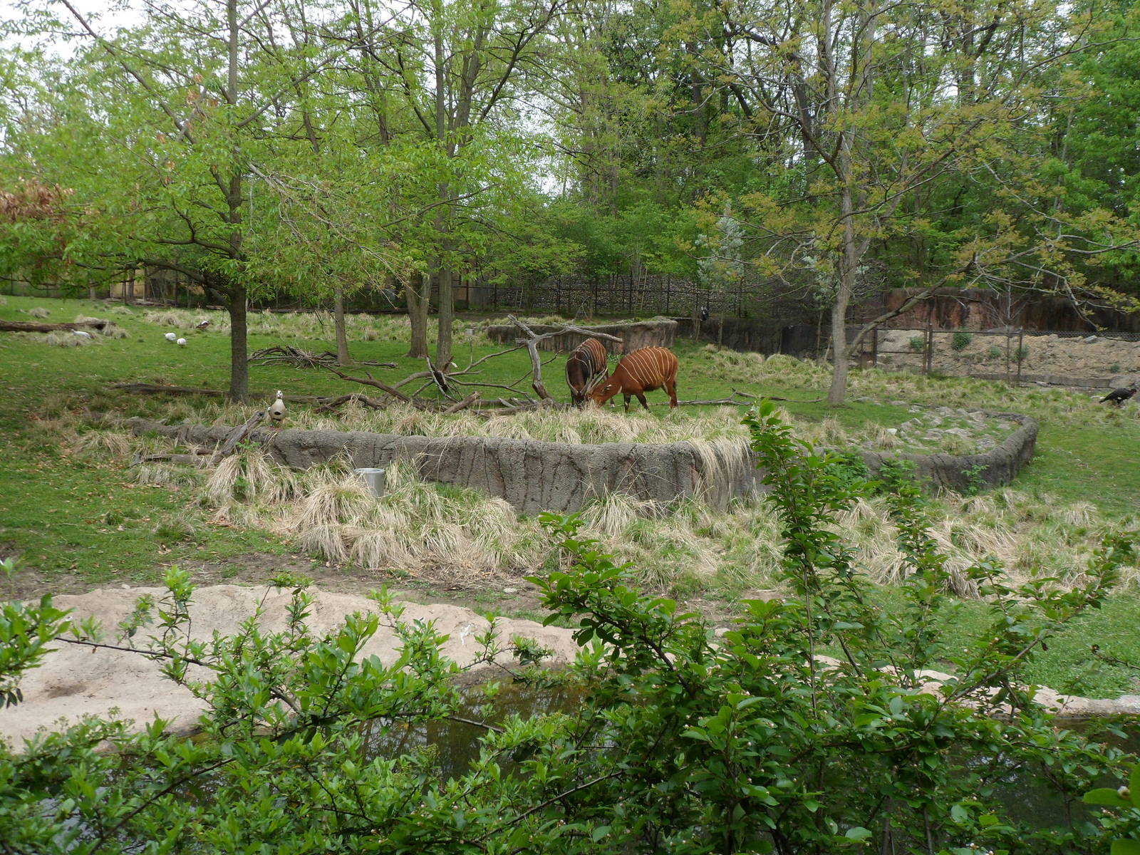 Bongo Exhibit From Lion Boma