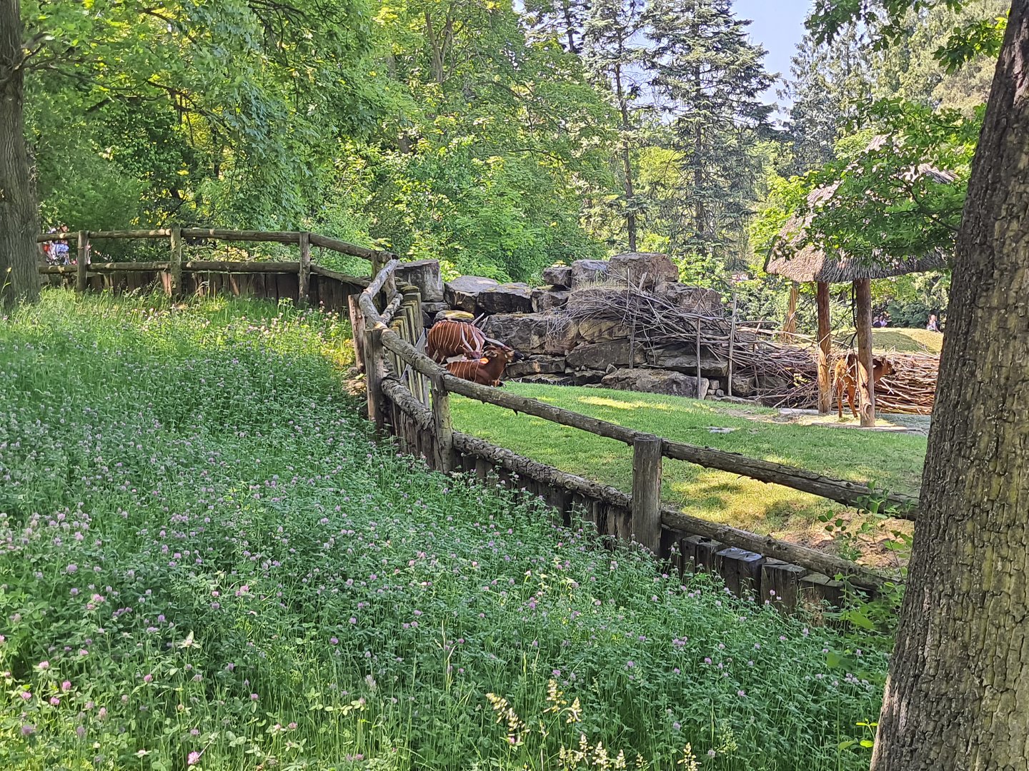 Bongo exhibit- Prague Zoo Praha