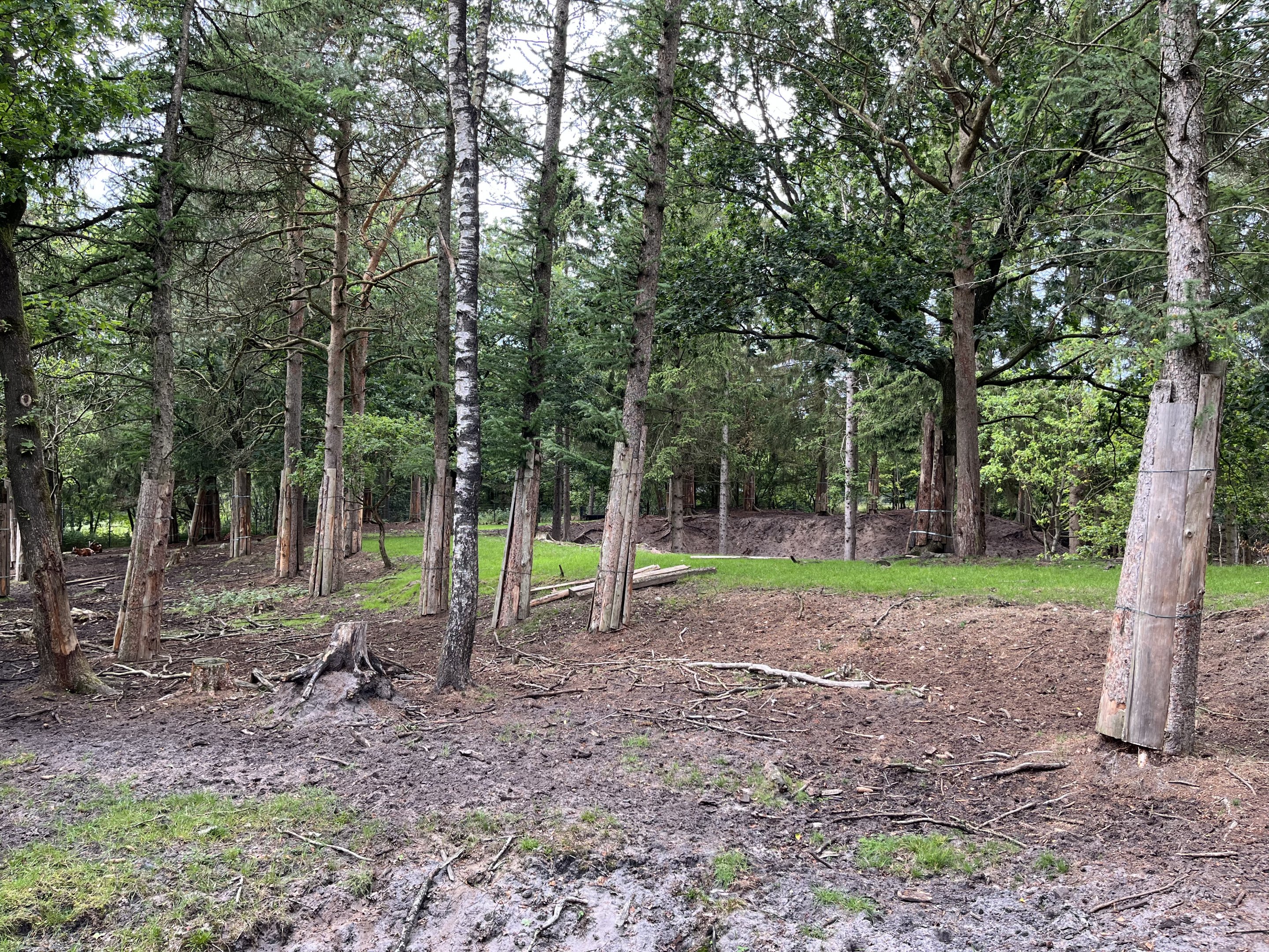 Bongo Exhibit - superb!