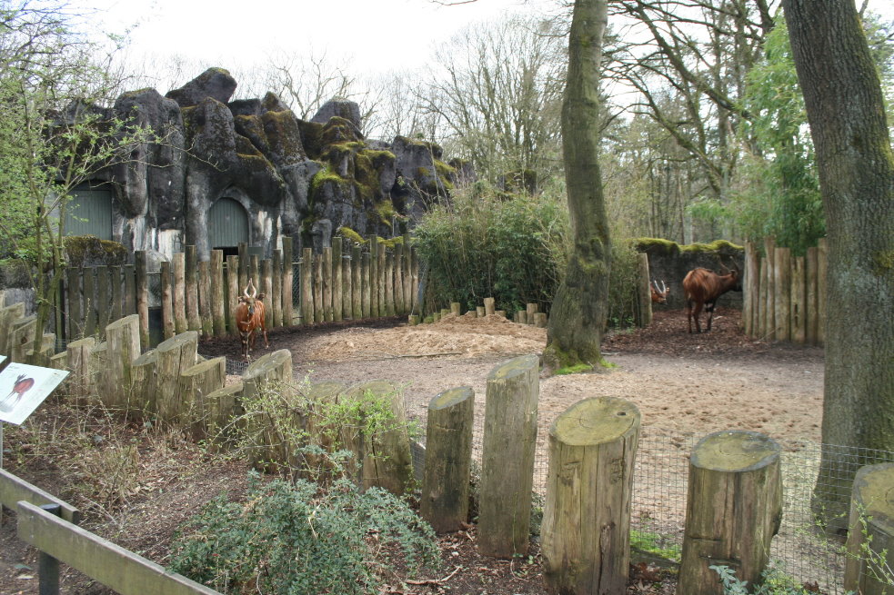 bongo Exhibit