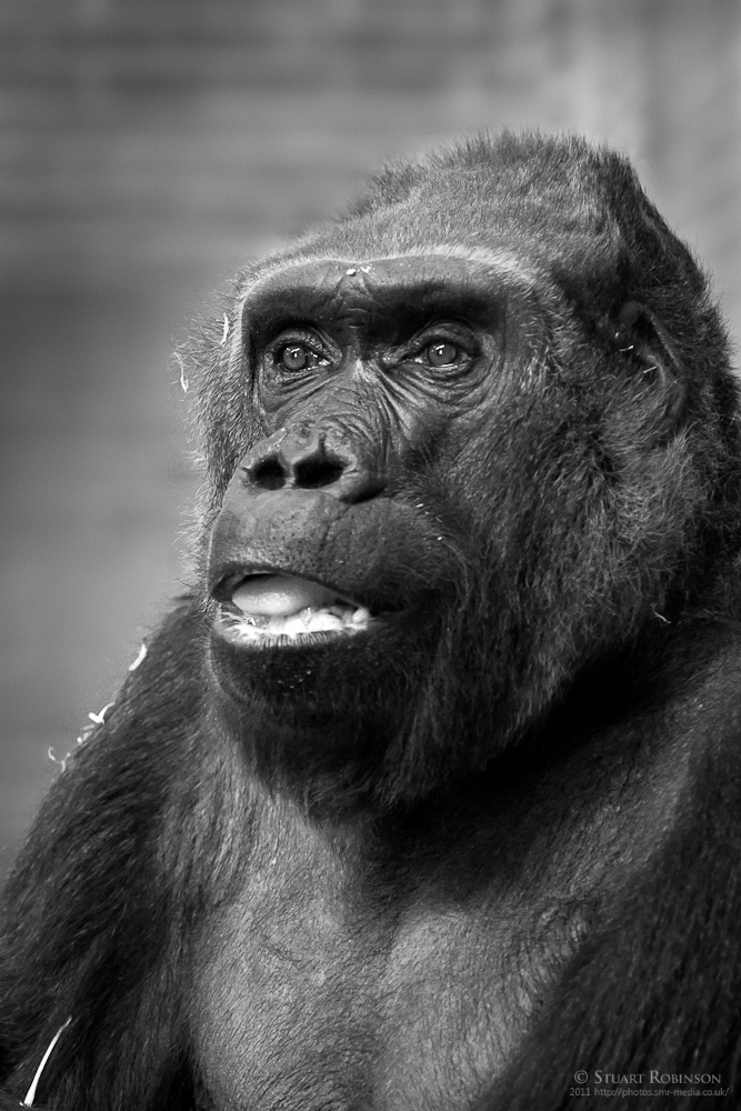 Bongo - Female Gorilla - 30/09/2011