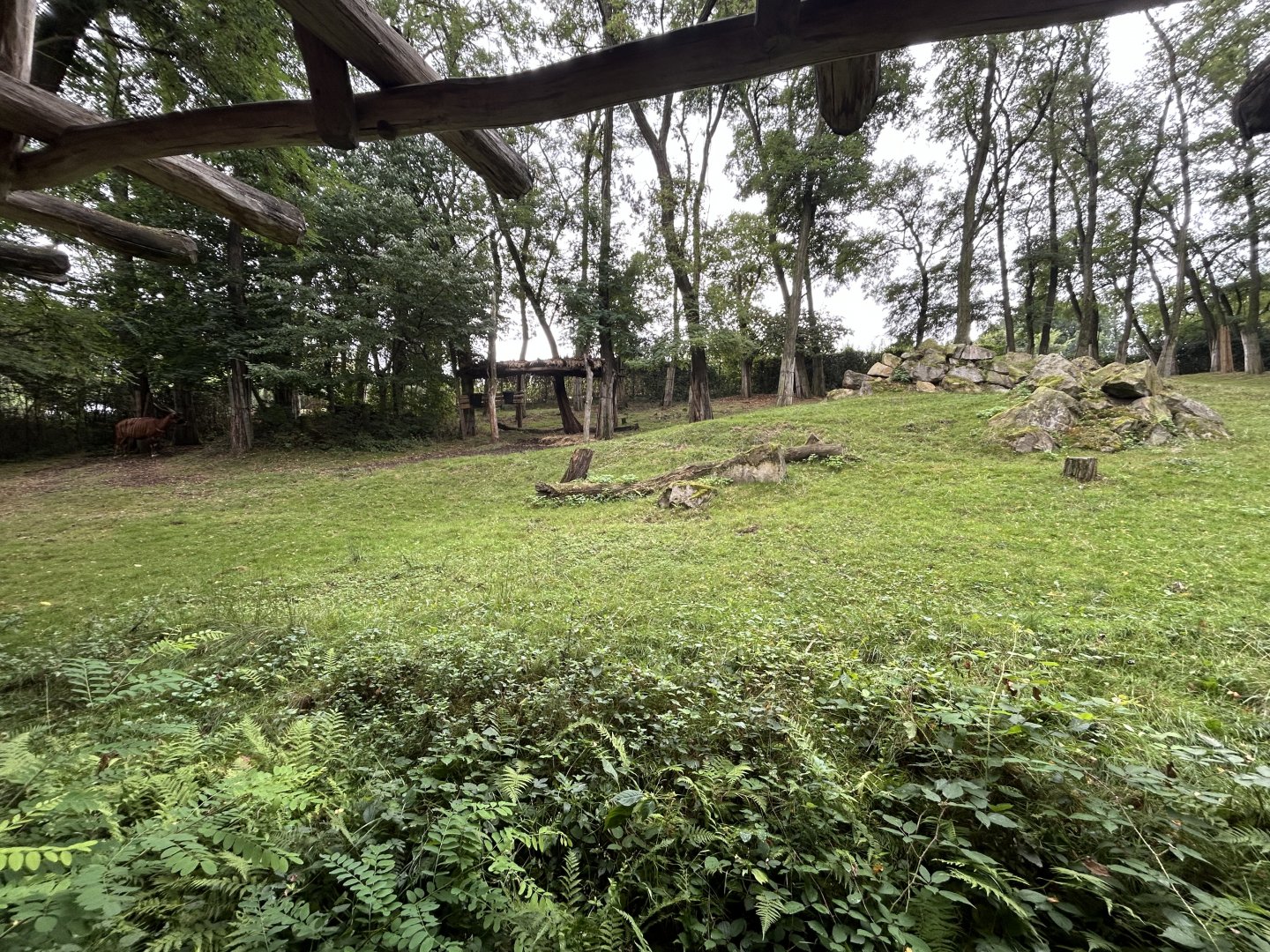 Bongo & Gray Crowned Crane Exhibit
