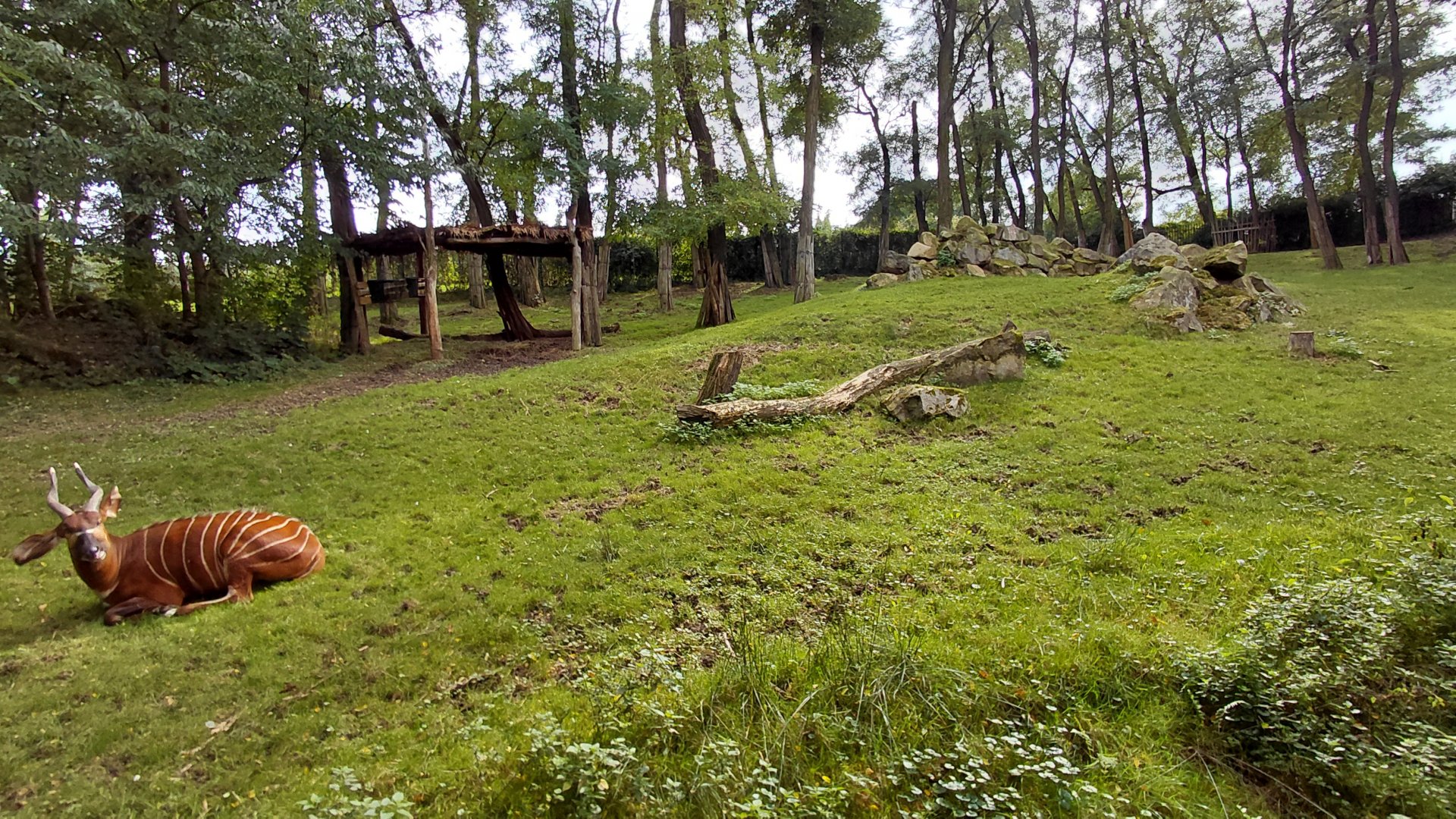 Bongo + grey-crowned crane exhibit