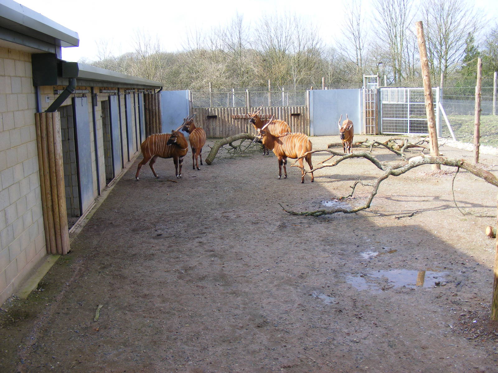 Bongo hardstanding in Heart of Africa exhibit at Marwell Zoo, 7 March 2009