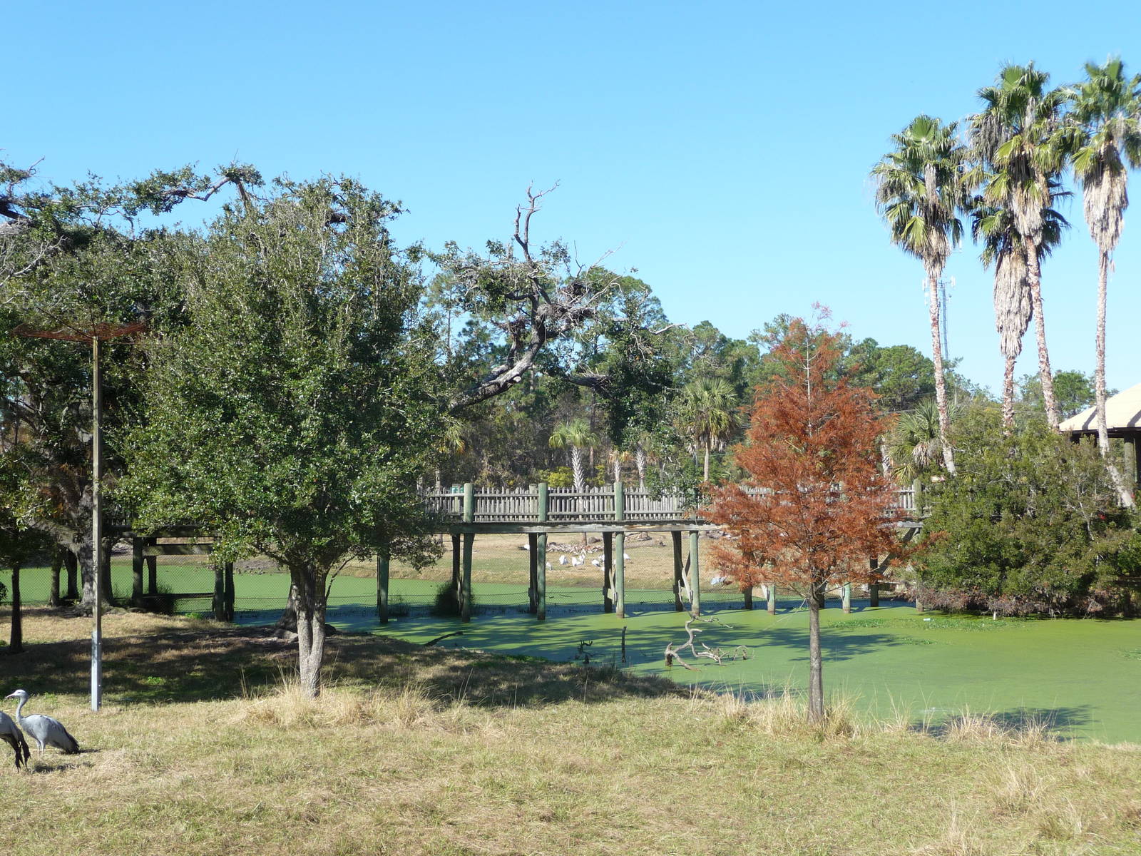 Bongo/Impala/Crane/Hornbill Paddock