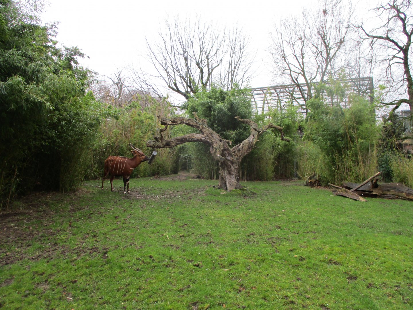 Bongo in its enclosure (02/02/2022)
