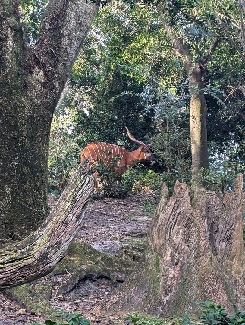 Bongo - Kilimanjaro Safari