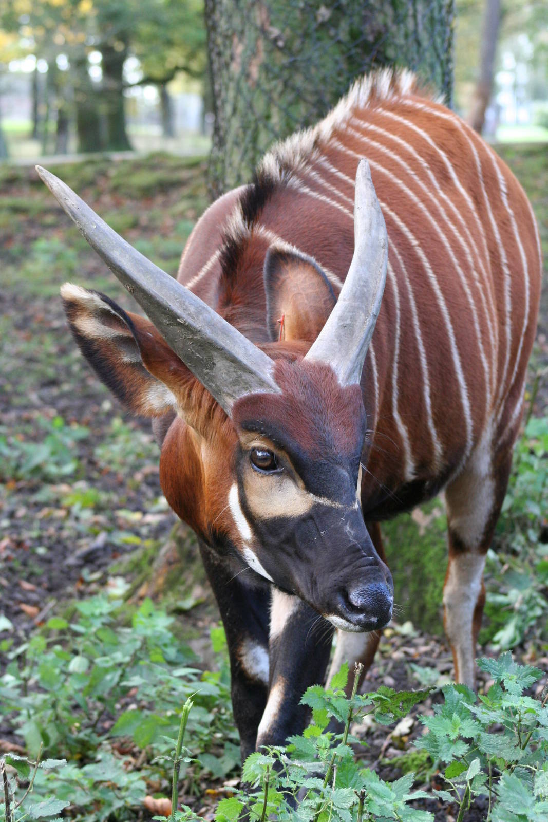 Bongo @ Knowsley; 25.10.2014