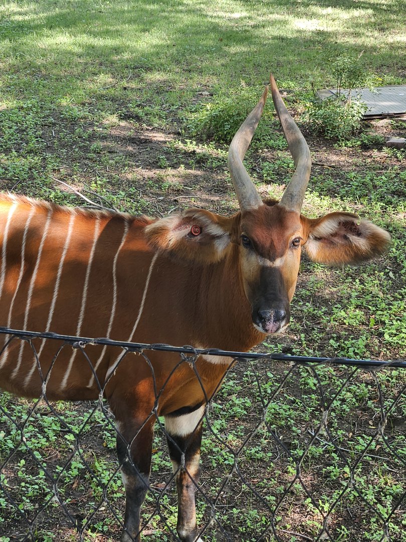 Bongo looks at the camera