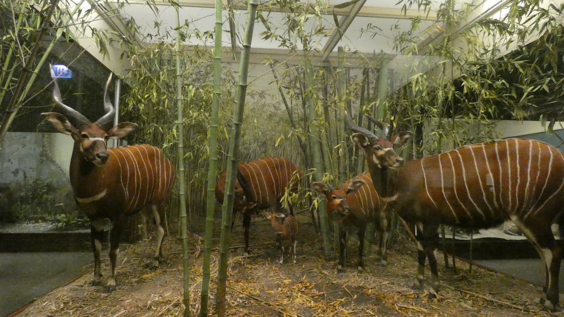 Bongo, Mammals of Africa - Feb. 2022