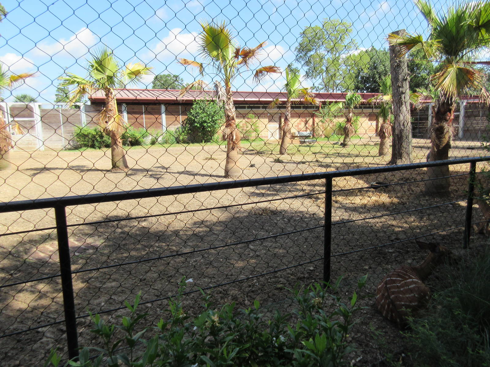 Bongo/Marabou Stork Exhibit