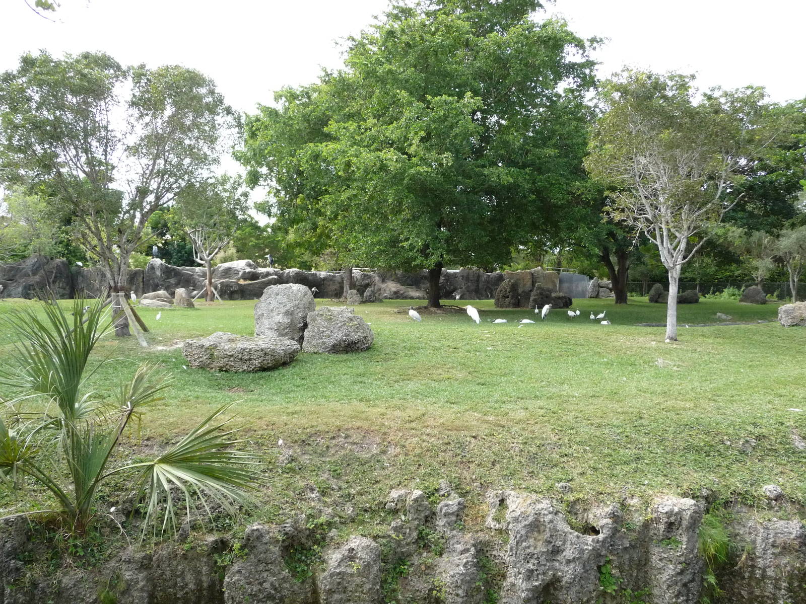 Bongo/Marabou Stork/Waterfowl Exhibit