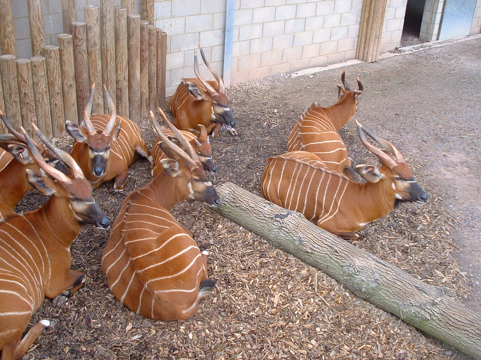 Bongo - Marwell 2007