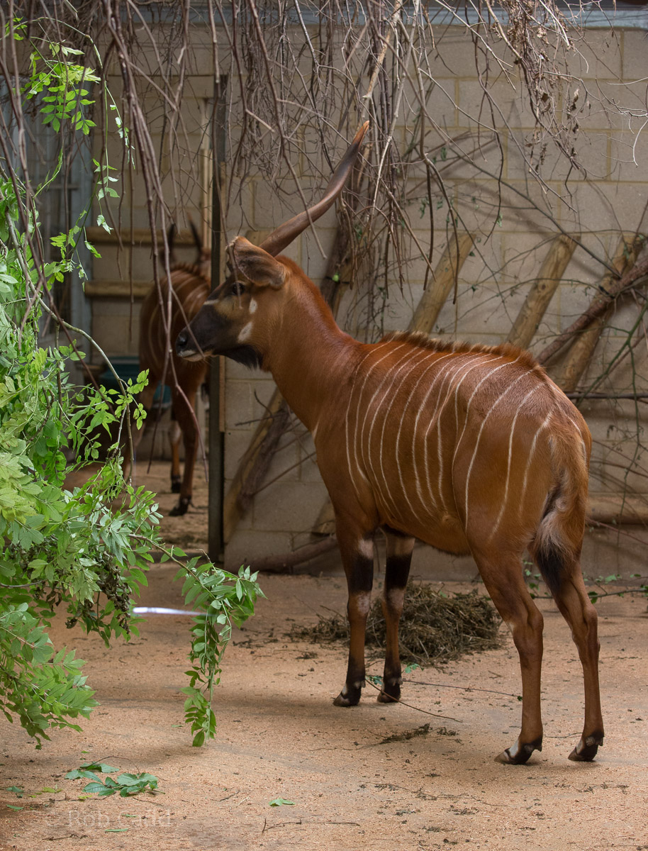 Bongo : Marwell : 29 Jul 2016
