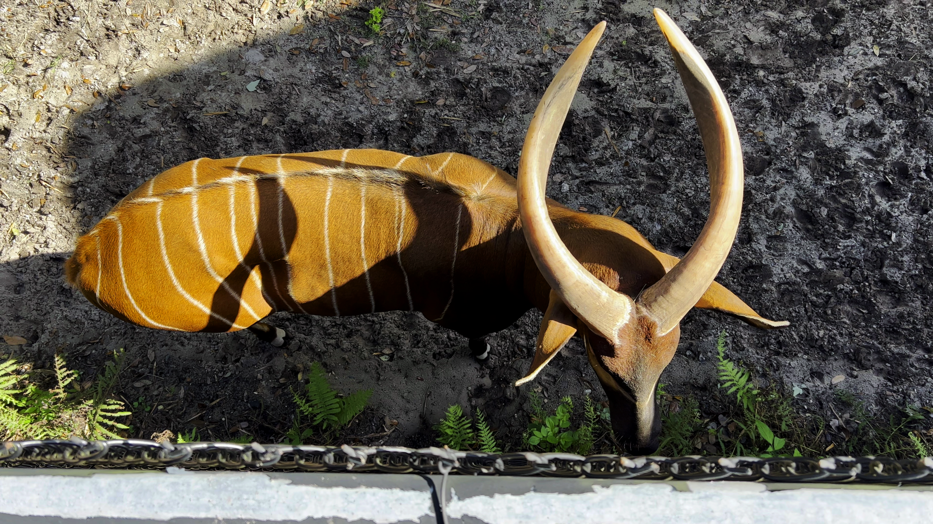 Bongo Mickey Top View