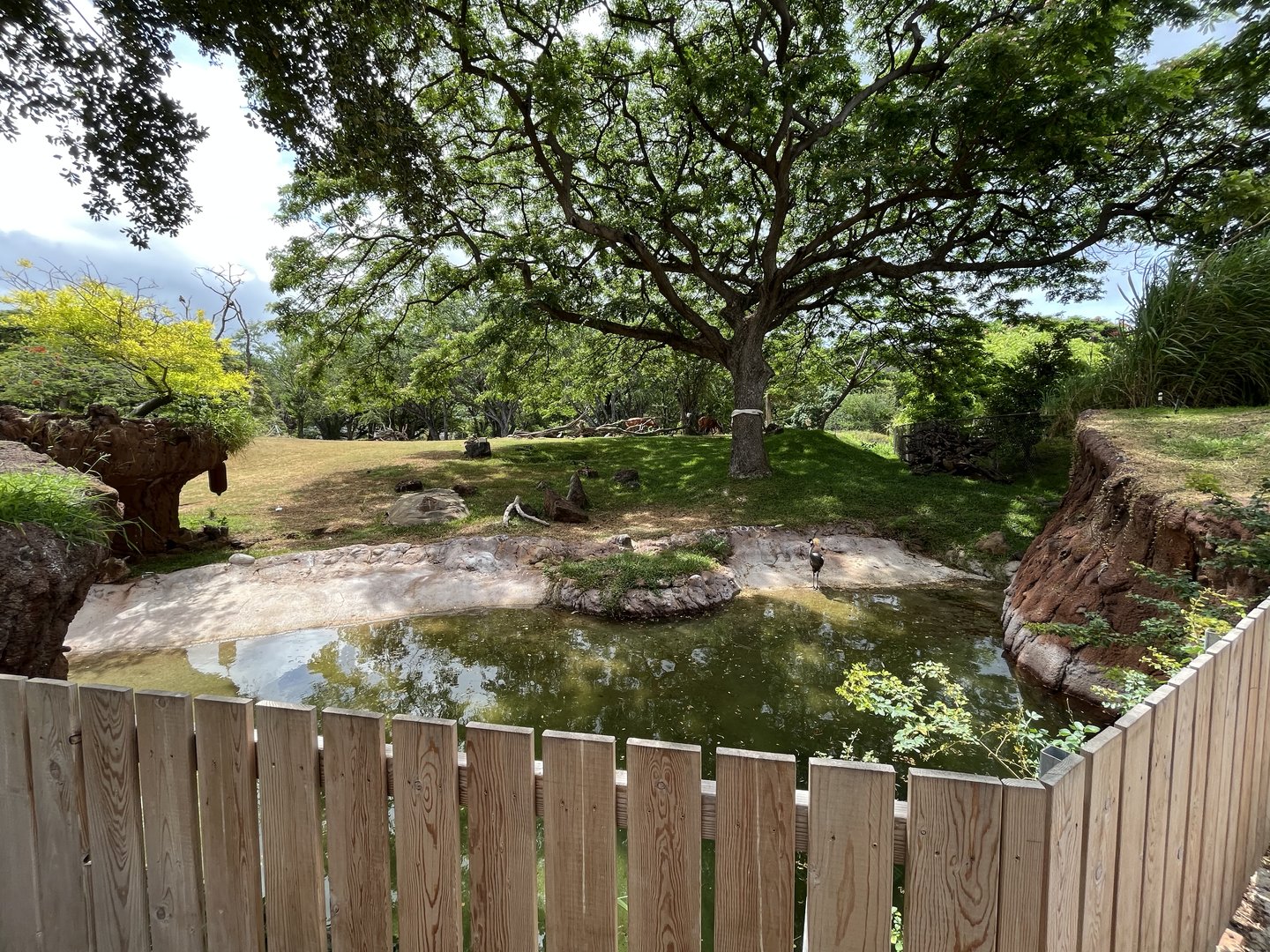 Bongo Mixed-Species Exhibit