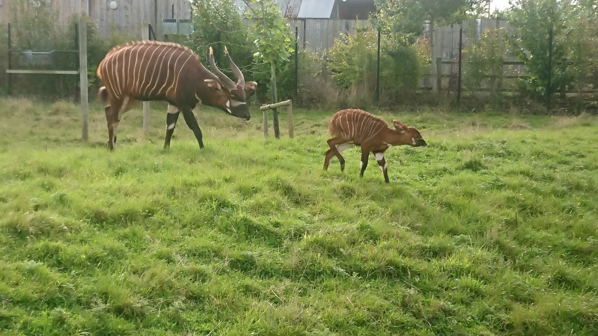 Bongo Mother and Calf 23/9/19