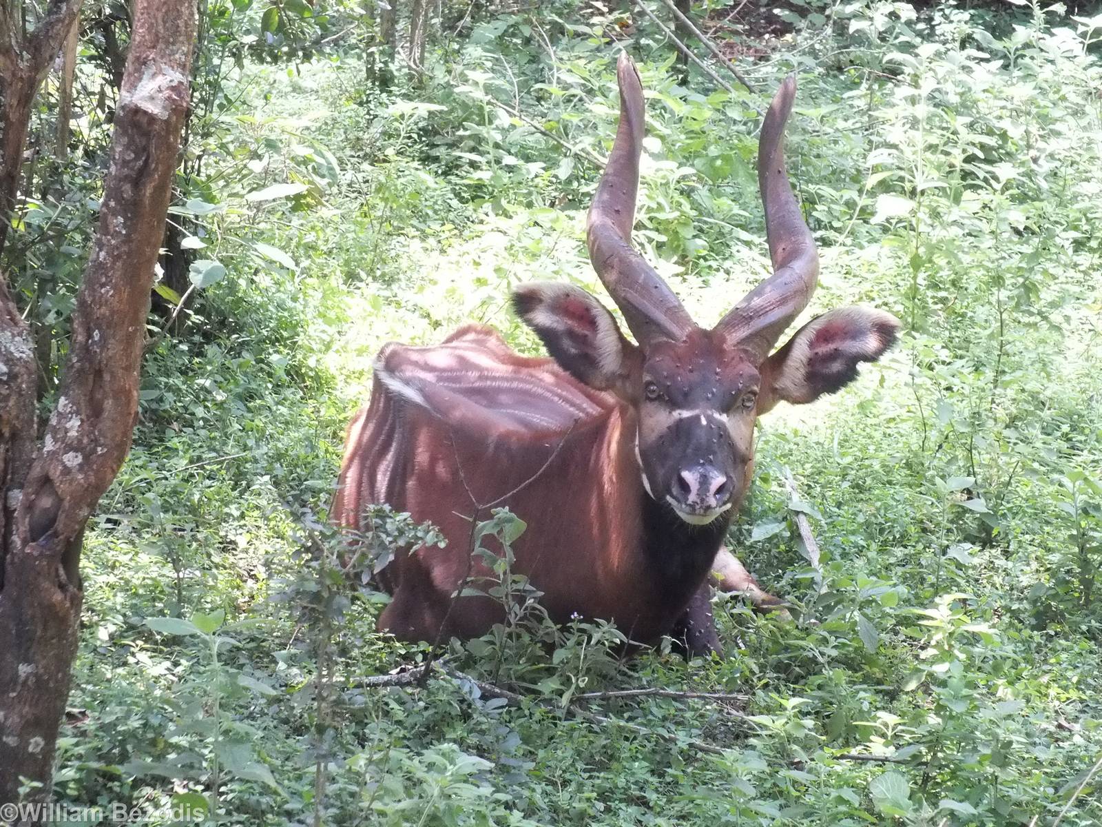 Bongo - Nairobi Safari Walk