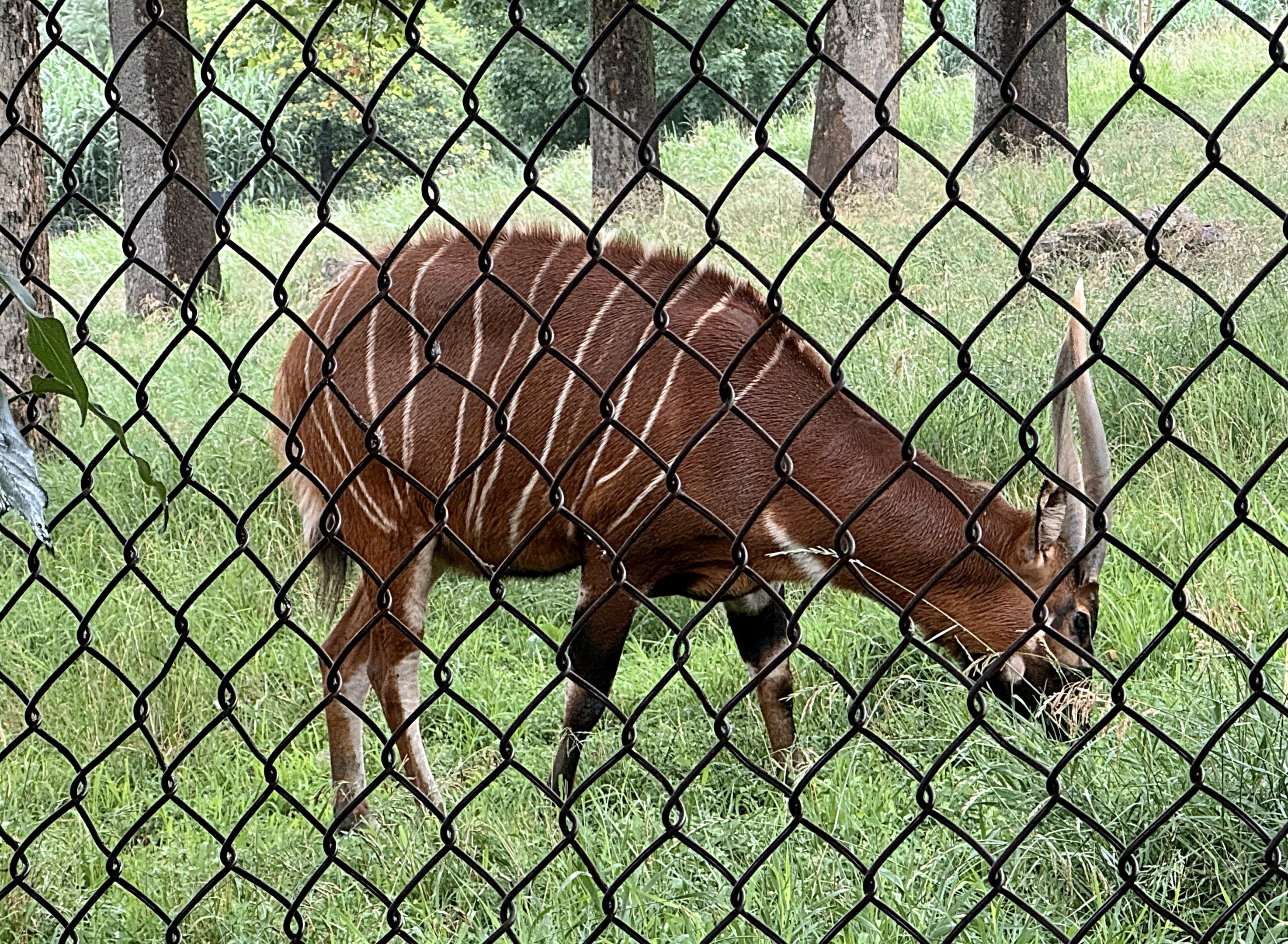Bongo - Omaha's Henry Doorly Zoo
