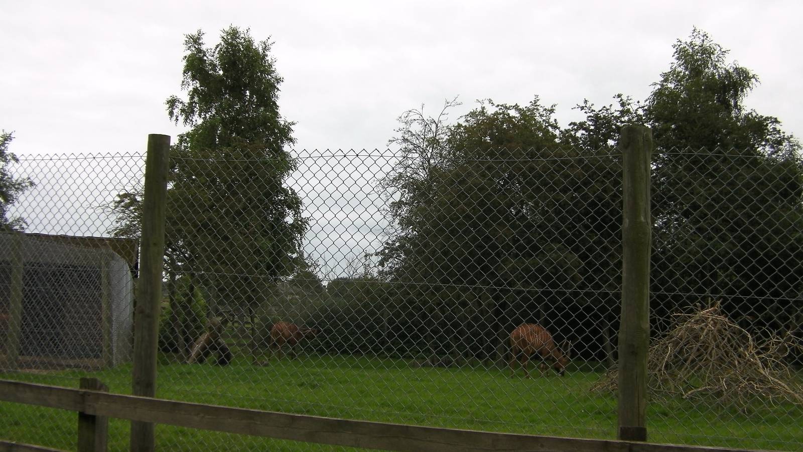 Bongo Paddock - 29.07.2011