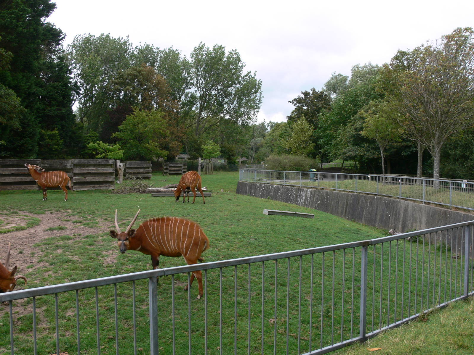 Bongo paddock at Blackpool Zoo, 16/08/14
