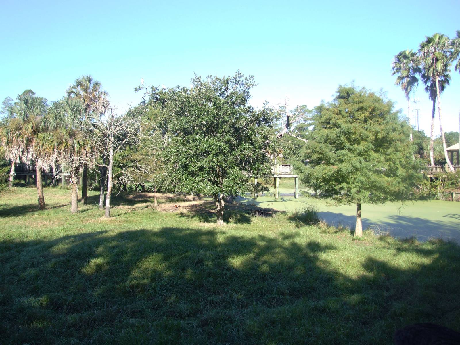 Bongo Paddock at Jacksonville, 10/10/13
