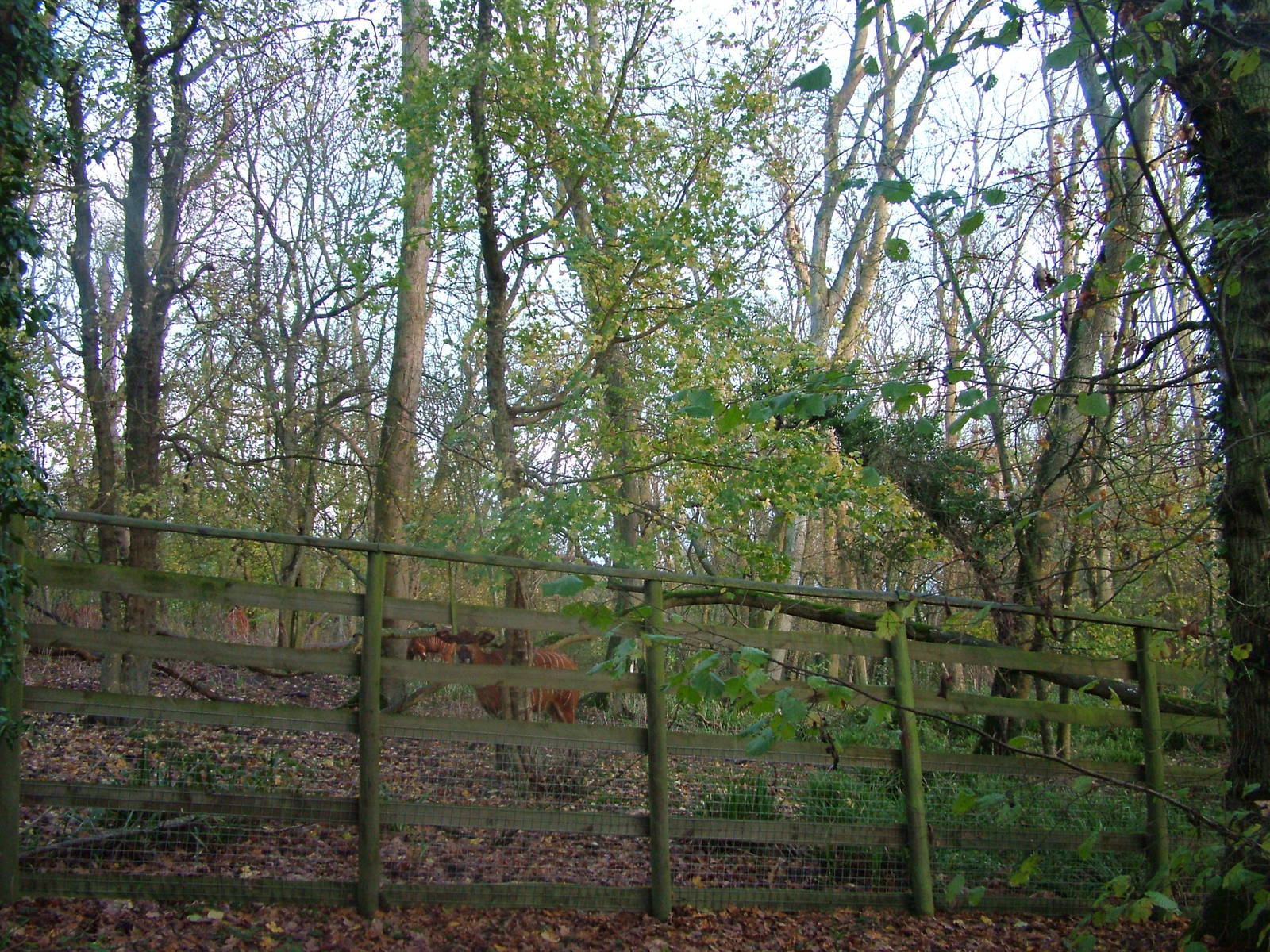 Bongo paddock at Port Lympne 27/11/09